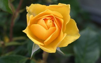 The Rose of Tralee – By Michael Daly, Irish Tenor