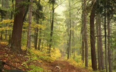 Trees: A Unique Love Song Inspired by Poetry